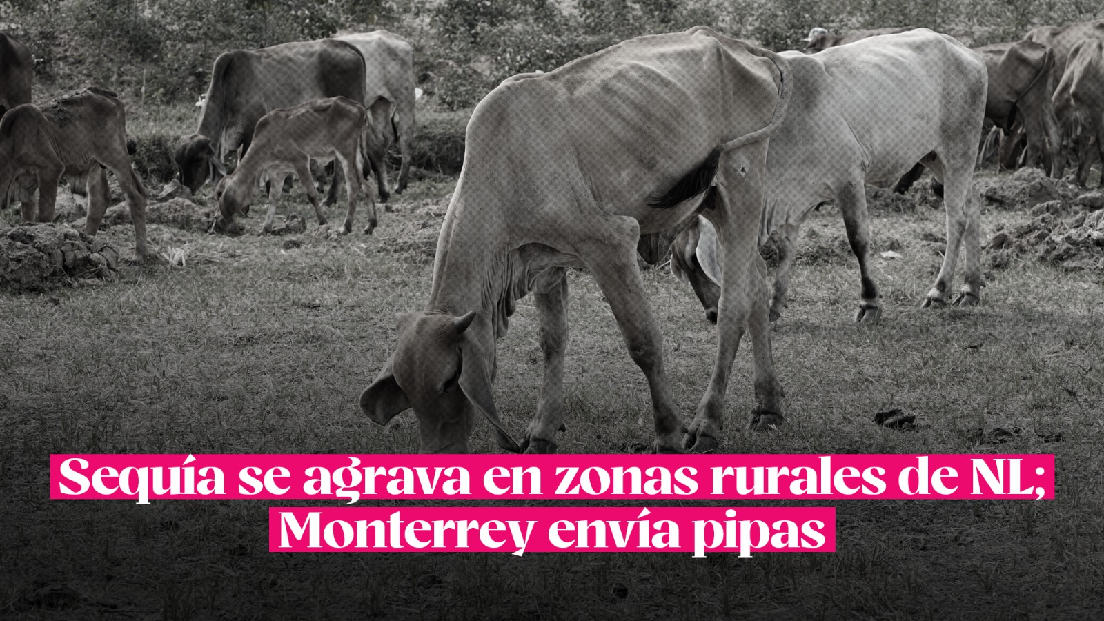 Monterrey Rural Sequía se agrava en zonas rurales de NL; Monterrey envía pipas - Código ...