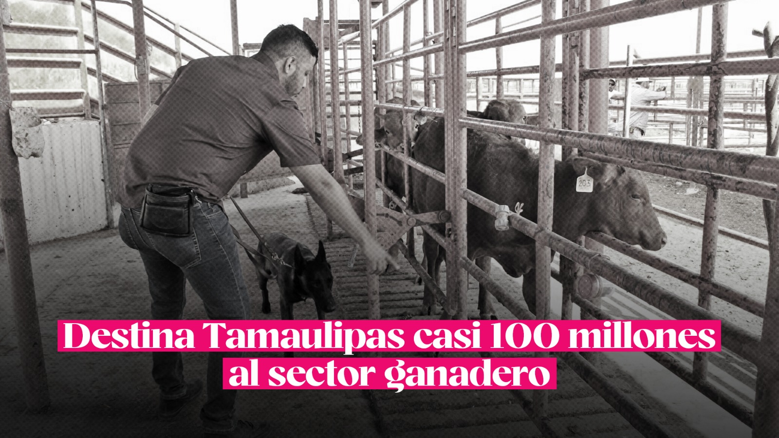 Destina Tamaulipas casi 100 millones de pesos al sector ganadero ...